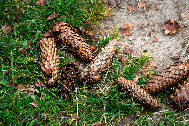 High angle view of pine cone on field