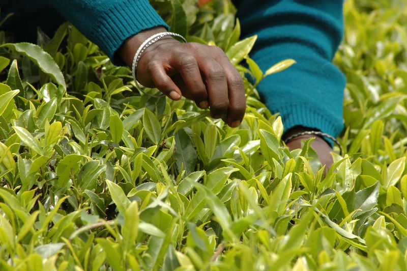 Cropped image of person picking leaves