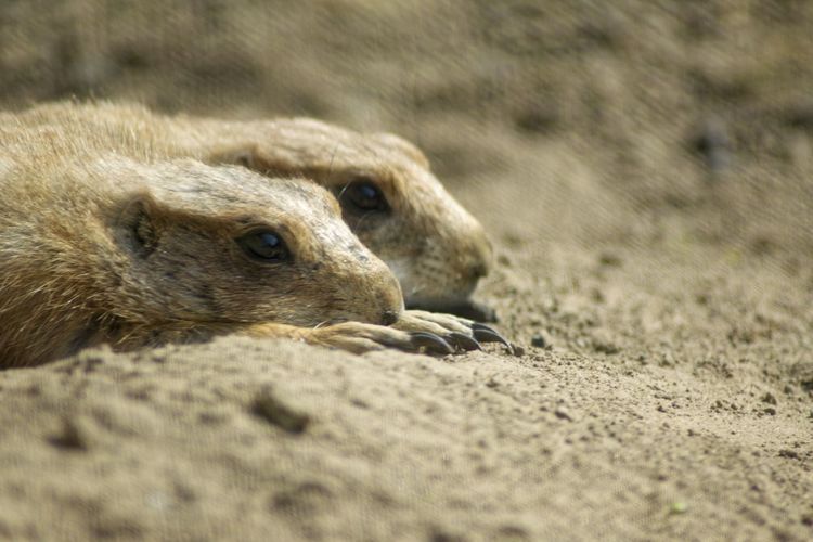 Close-up of animal lying on sand