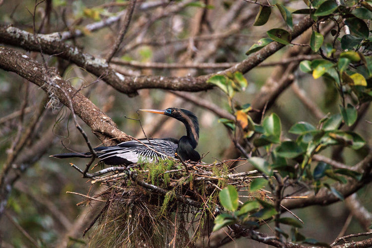 Female anhinga bird called anhinga anhinga and snakebird makes a nest as she prepares to lay eggs