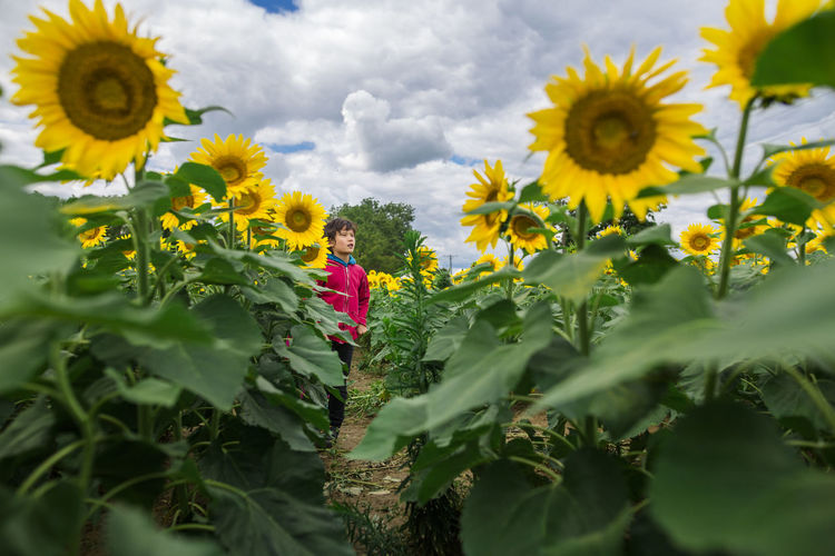 Boy looking away while standing at sunflower farm against cloudy sky