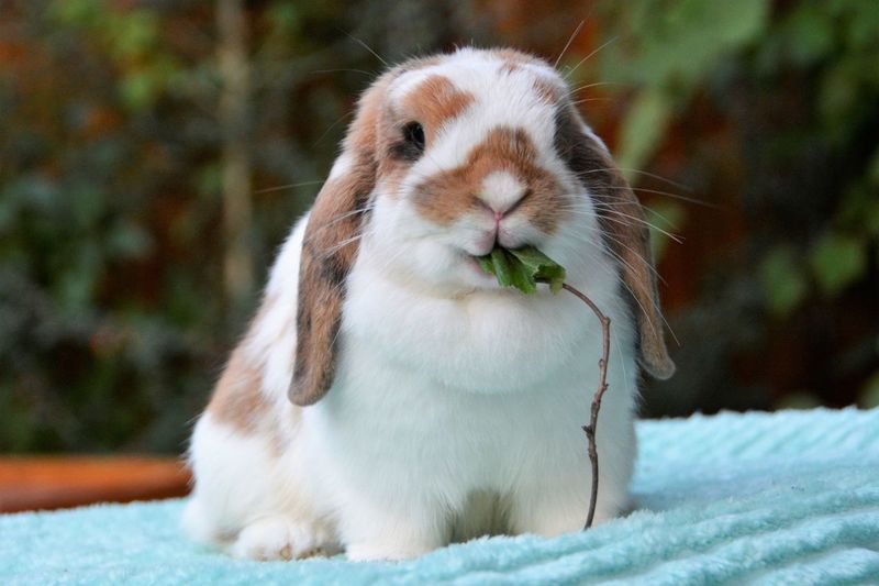 Close-up of rabbit eating leaf