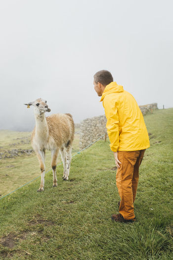 A man in a yellow jacket is standing near a llama, machu picchu, peru