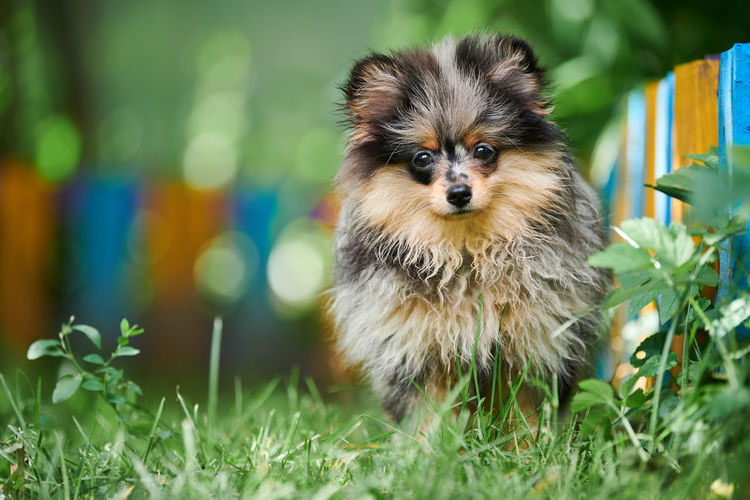 Pomeranian spitz puppy in garden. cute pomeranian dog on walk. puppy black, gray and brown color