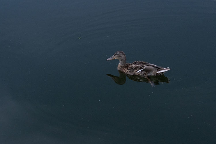 Close-up of duck swimming in lake