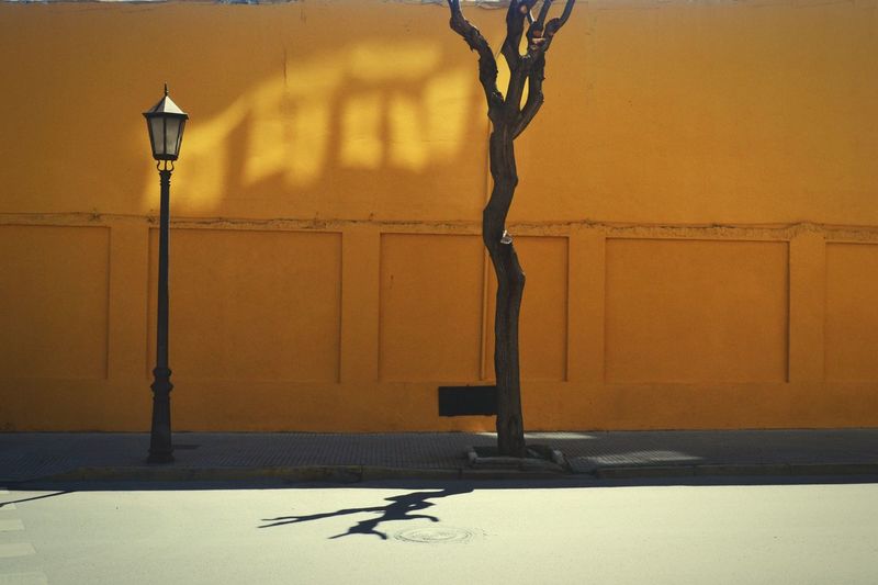 Tree and street light by road against wall