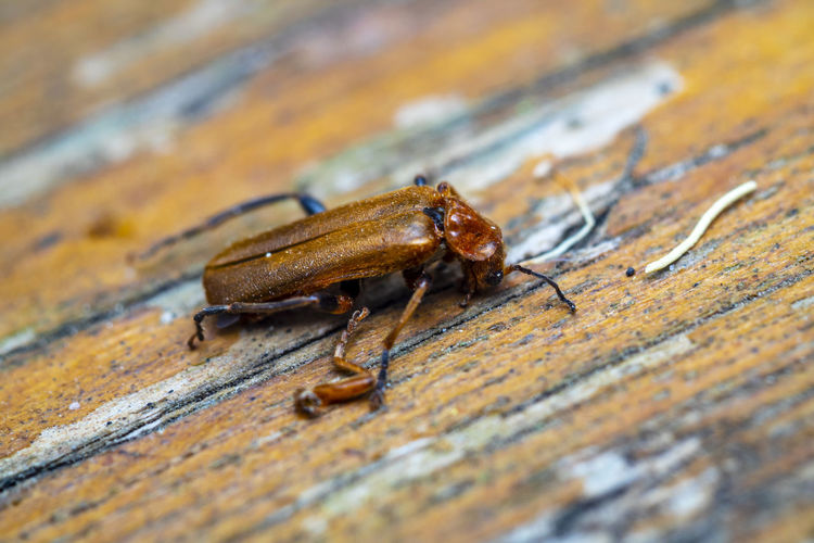 Close-up of tiny brown beetle on wood surface