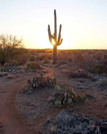 Saguaro cactus against desert field at sunset