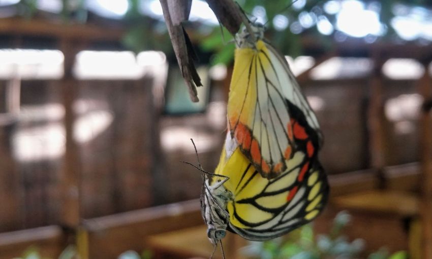 Close-up of butterfly