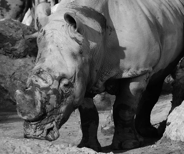 Close up of a rhinoceros