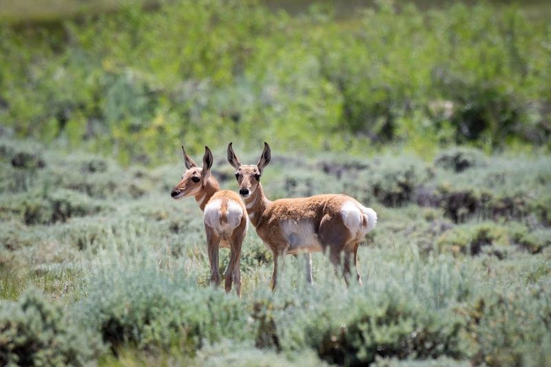 Fawns standing on land