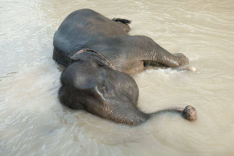 High angle view of elephant shower in the river