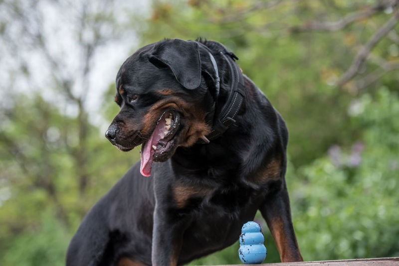 who is under the mask of the rottweiler dog