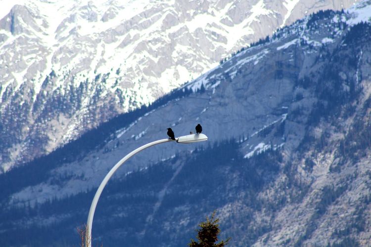 High angle view of birds on snowcapped mountains