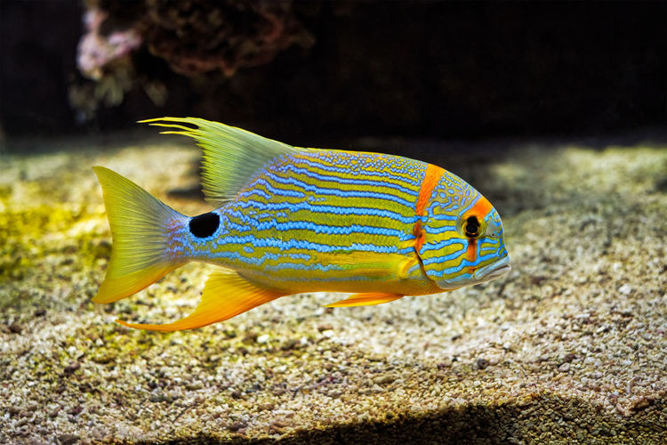 Sailfin snapper symphorichthys spilurus blue-lined sea bream fish underwater in sea
