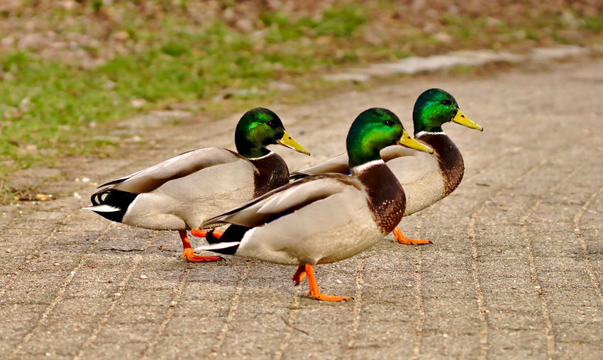Mallard ducks in a lake