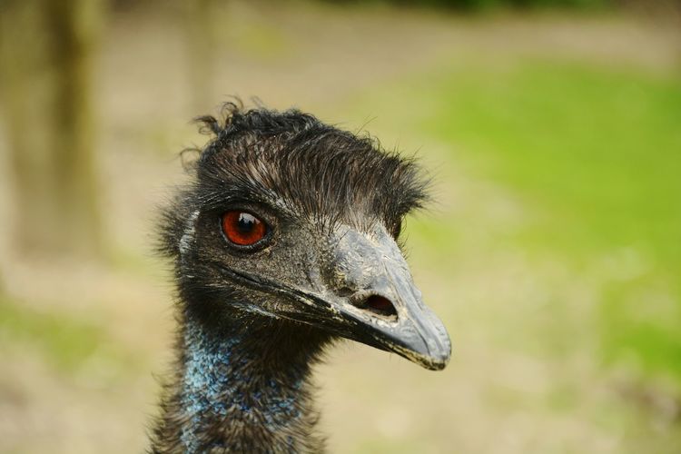 Close-up of emu