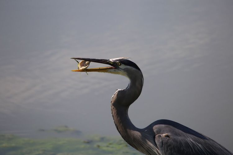 Side view of great blue heron hunting fish in lake
