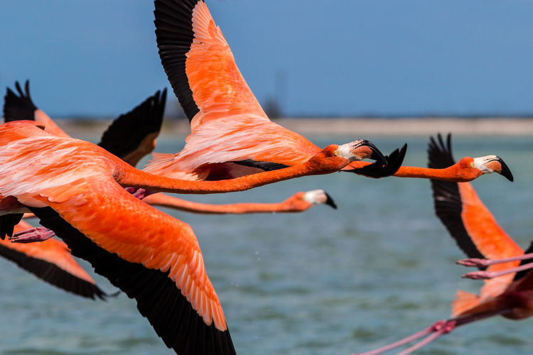 Birds flying over calm sea