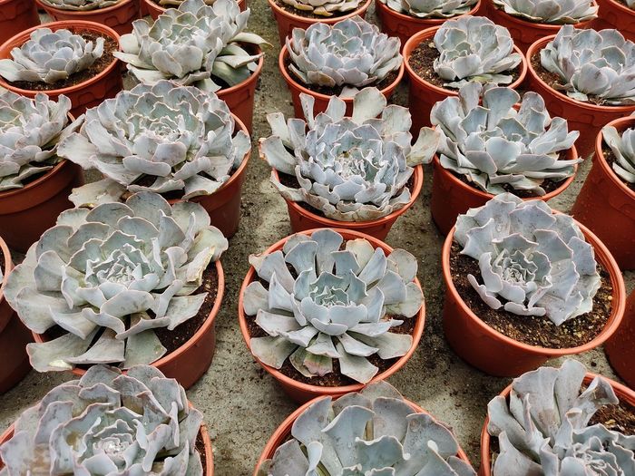 High angle view of succulent plants for sale at market