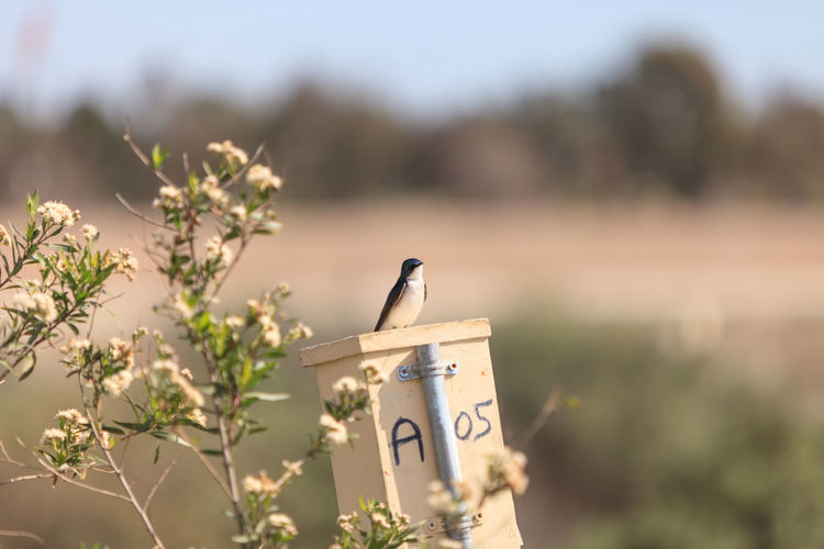 Swallow perching on birdhouse