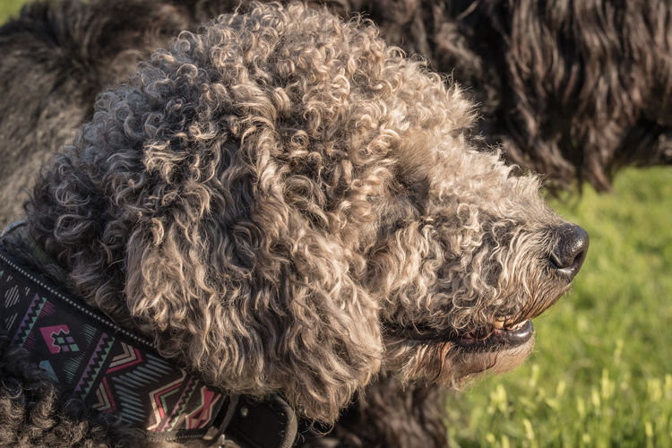 Close-up of a dog in profile