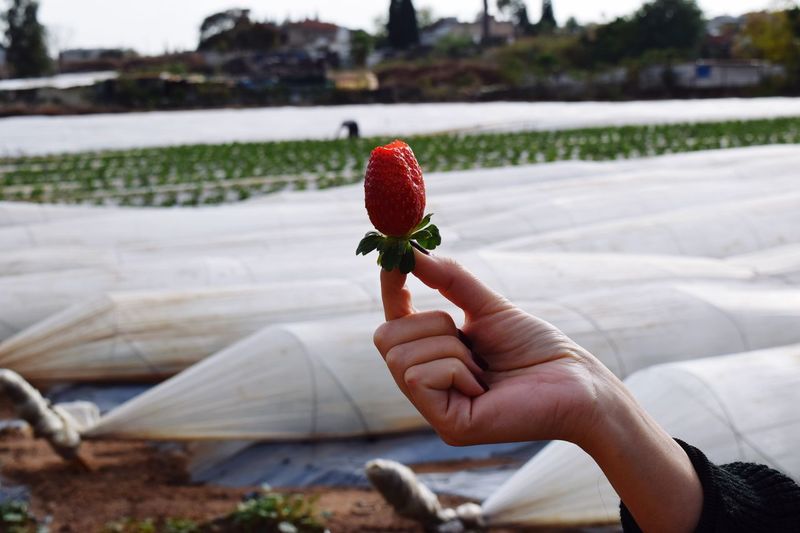 Close-up of hand holding fresh strawberry against trees and agricultural field