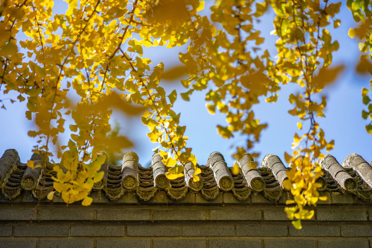 Low angle view of yellow flowers on roof against sky
