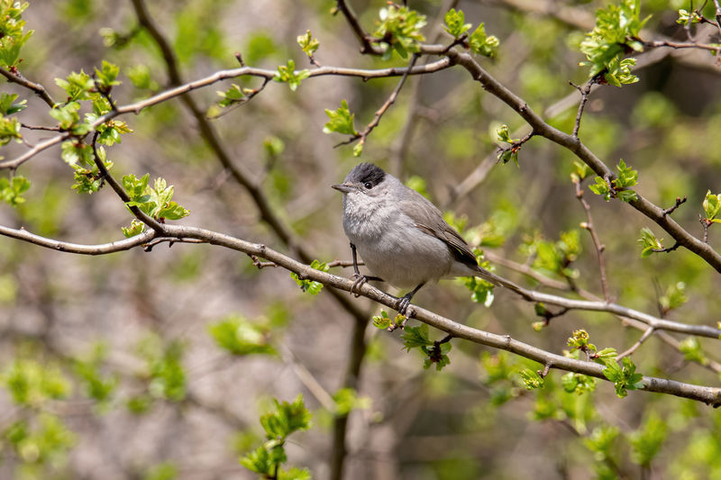 Low angle view of bird perching on tree