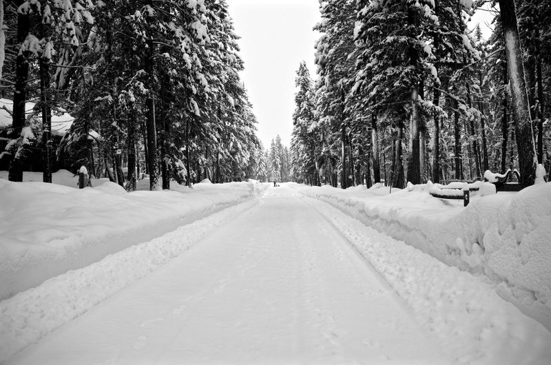 Snow covered street amidst trees