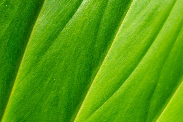 Full frame shot of green leaf