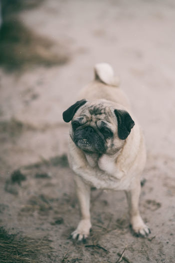 Pug at beach