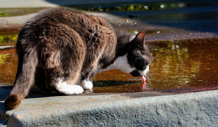 Close-up side view of a cat drinking water 
