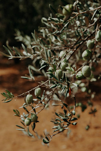 Olives under sun