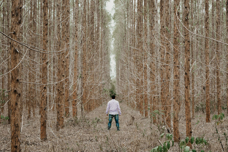 Full length rear view of a man walking along trees