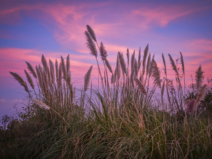 Plants growing on field against dramatic sky