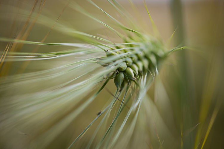 Closeup, macro photo of white blooming yarrow with blurred, bokeh, green background