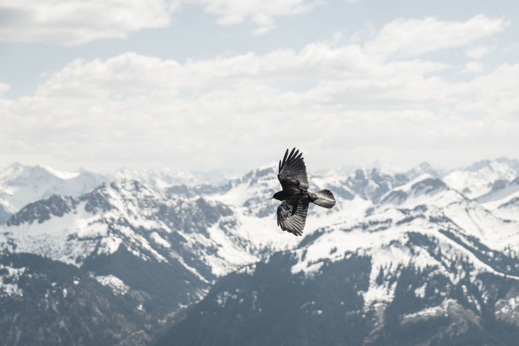 Close-up of eagle flying against sky