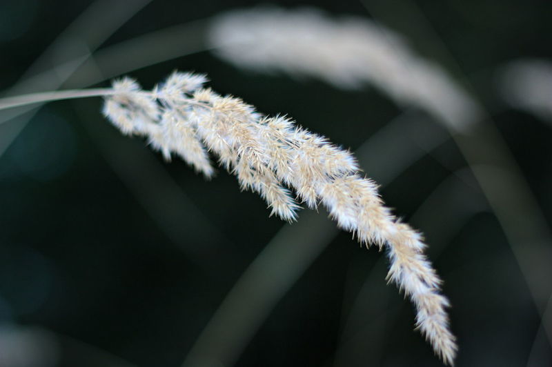 Close-up of white plant