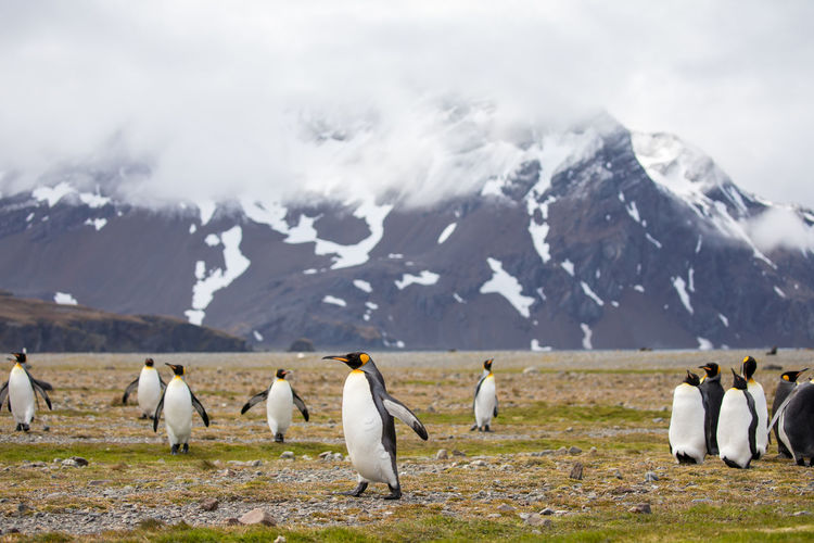 Penguins on landscape against mountain during winter