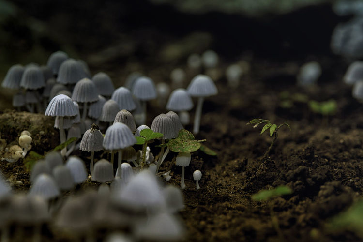 Close-up of small white mushrooms growing on field