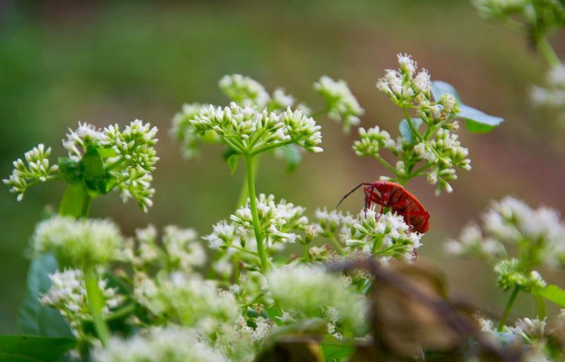 Close-up of insect on red flowers