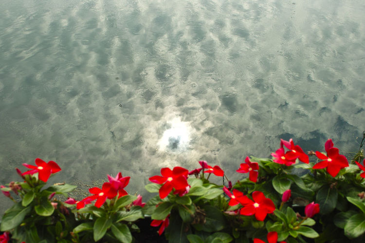 High angle view of red flowering plants by lake