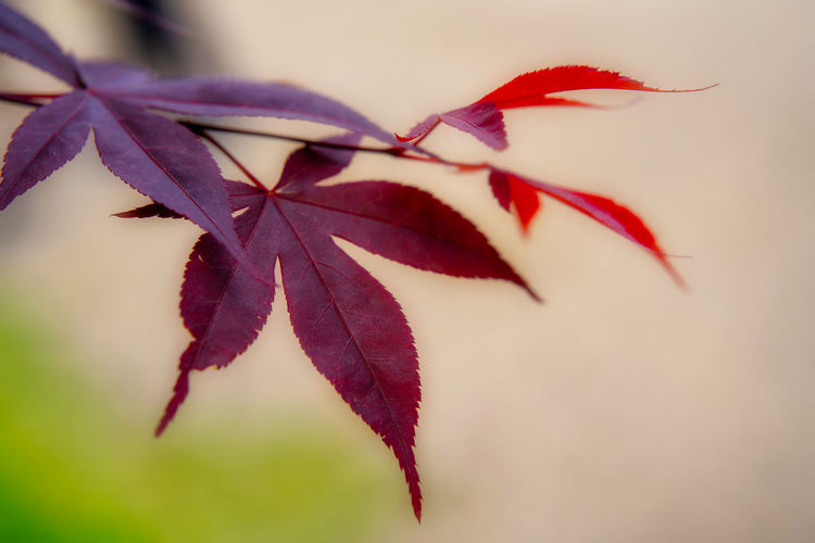 Close-up of maple leaves