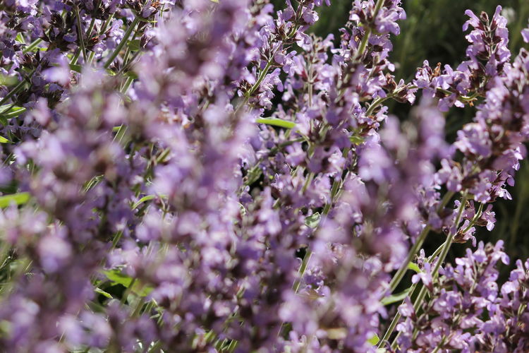 Close-up of purple flowering lavender flowers
