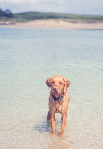 A cute yellow labrador retriever dog paddling in ocean at a sandy beach in cornwall uk copy space 
