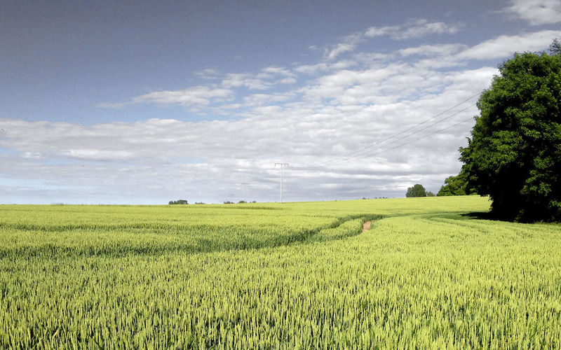 Green landscape against sky