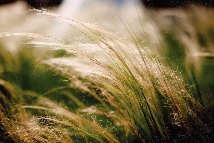 Close-up of wheat growing on field