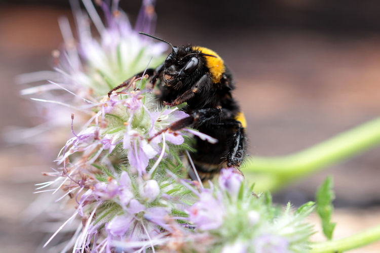 Close-up of bumblebee pollinating on flower outdoors