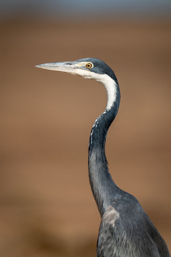 Close-up of grey heron looking over shoulder
